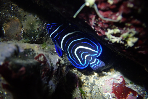 Blue angel (Pomacanthus semicirculatus) — Pomacanthidae