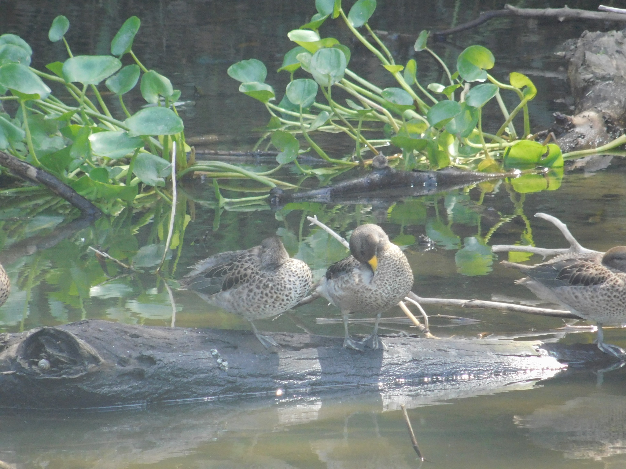Yellow-billed Teal (Anas flavirostris), photo 2