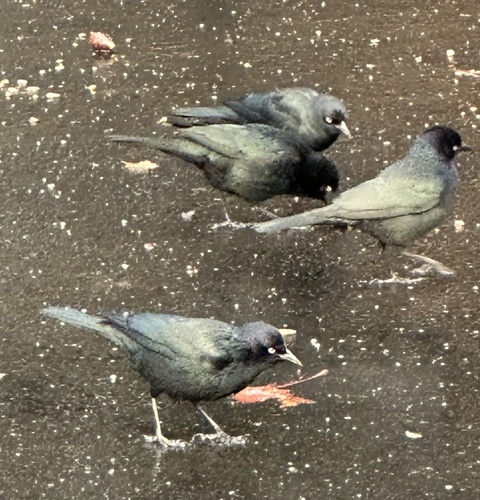 Brewer's Blackbird (Euphagus cyanocephalus), photo 2