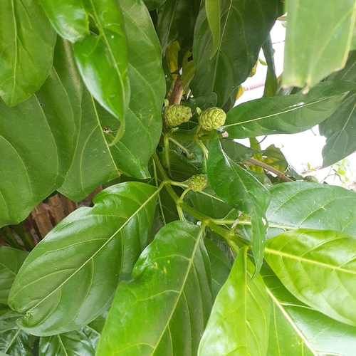 Morinda citrifolia