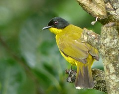 Rubigula melanicterus