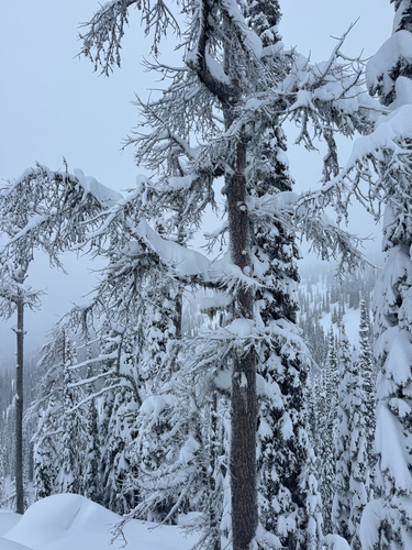 Alpine larch