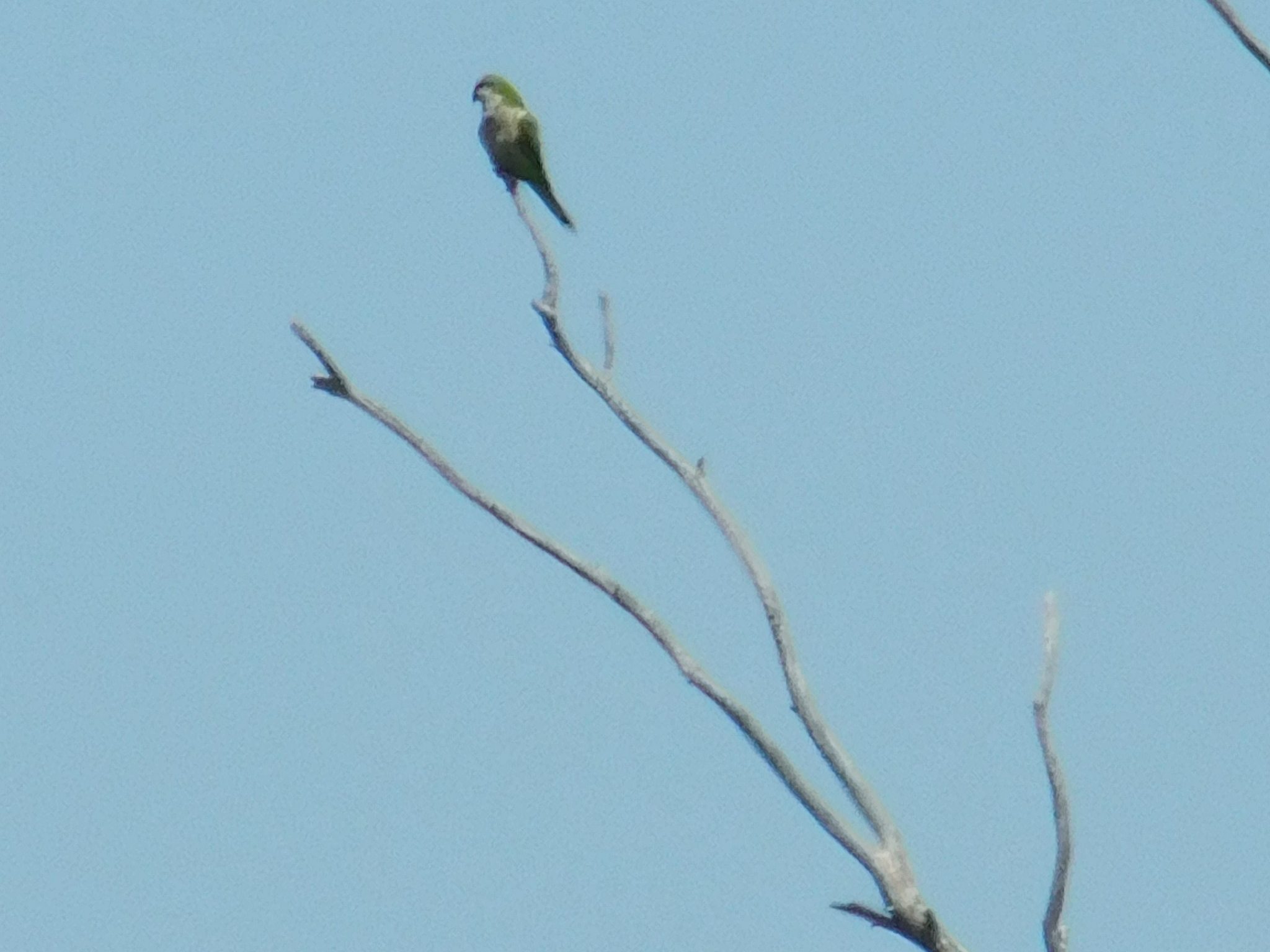 Monk Parakeet (Myiopsitta monachus), photo 4