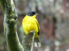 Rubigula melanicterus