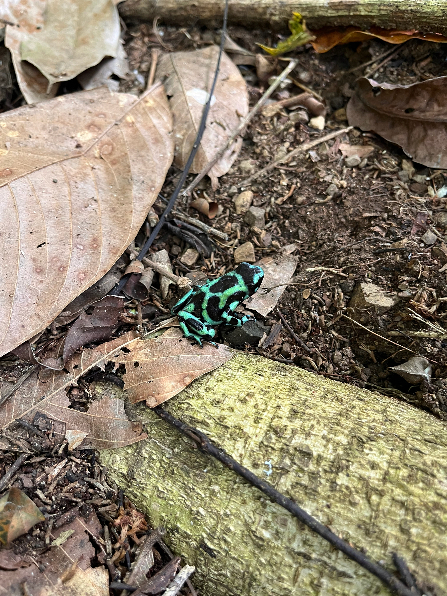Dendrobates auratus (Girard, 1855)