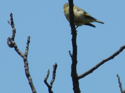 Hooded Siskin (Spinus magellanicus), photo 4