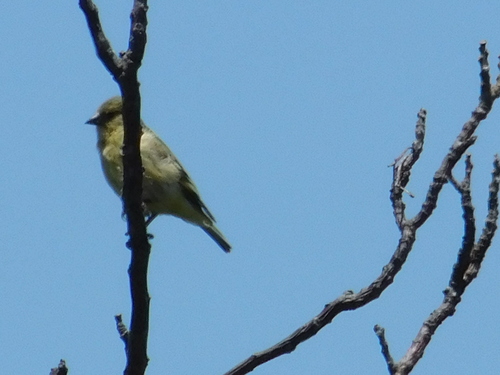 Hooded Siskin (Spinus magellanicus), photo 3