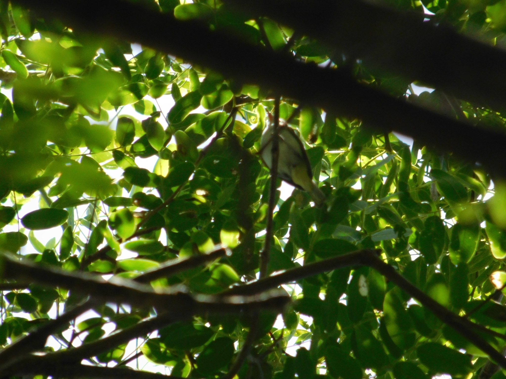 Red-eyed Vireo (Vireo olivaceus), photo 1