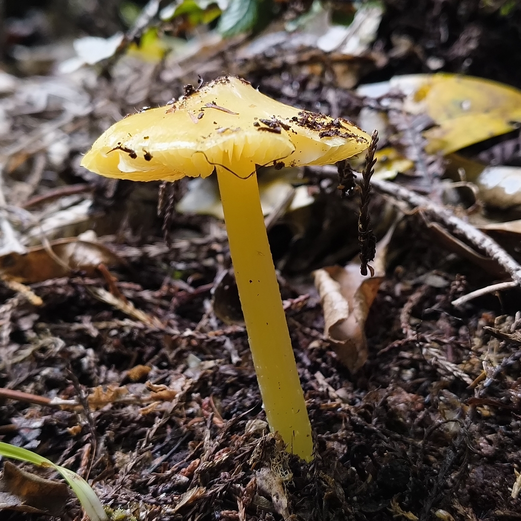 Hygrocybe striatolutea