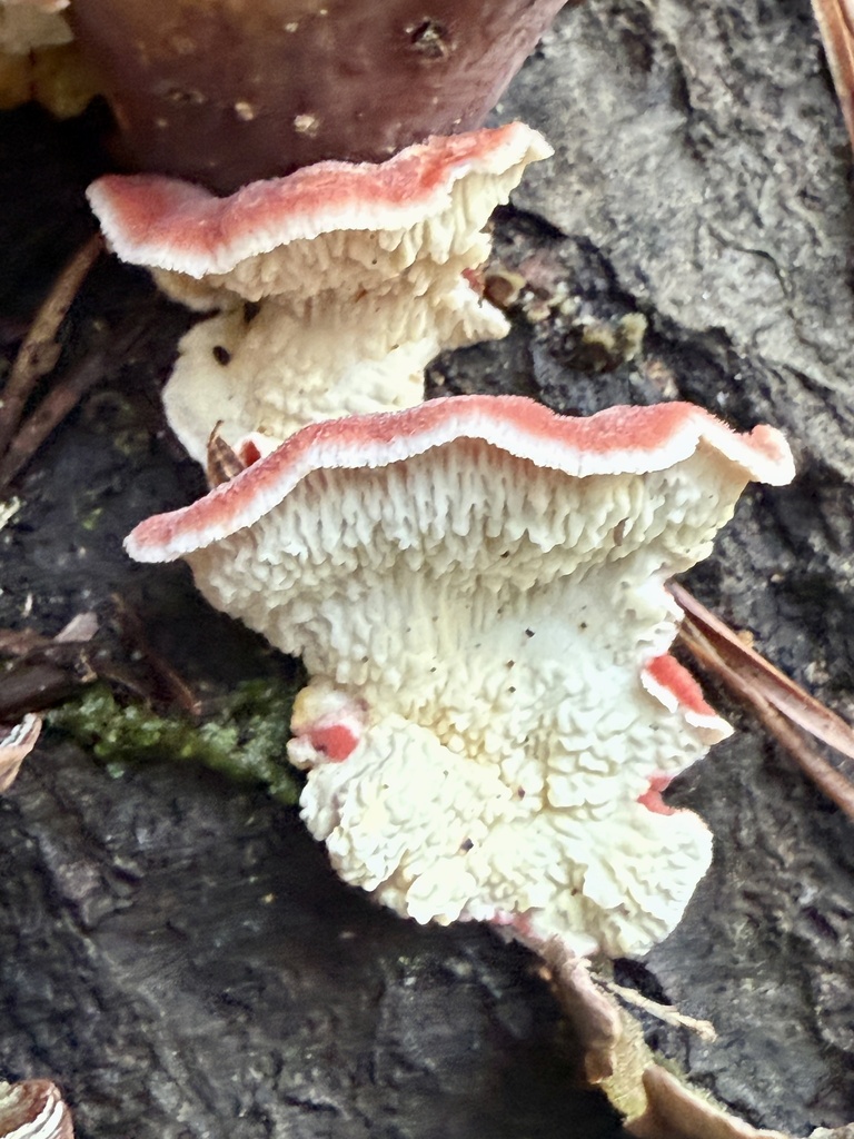 Phlebia incarnata · January 2026 · photo: © hillcraddock (iNaturalist, cc-by)