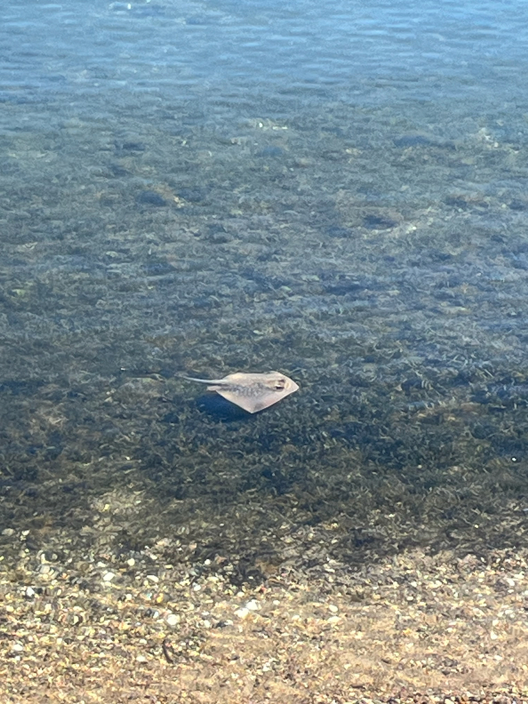 Ble-spotted stingaree (Neotrygon kuhlii) — Dasyatidae