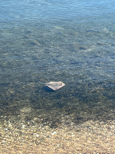 Ble-spotted stingaree (Neotrygon kuhlii) — Dasyatidae