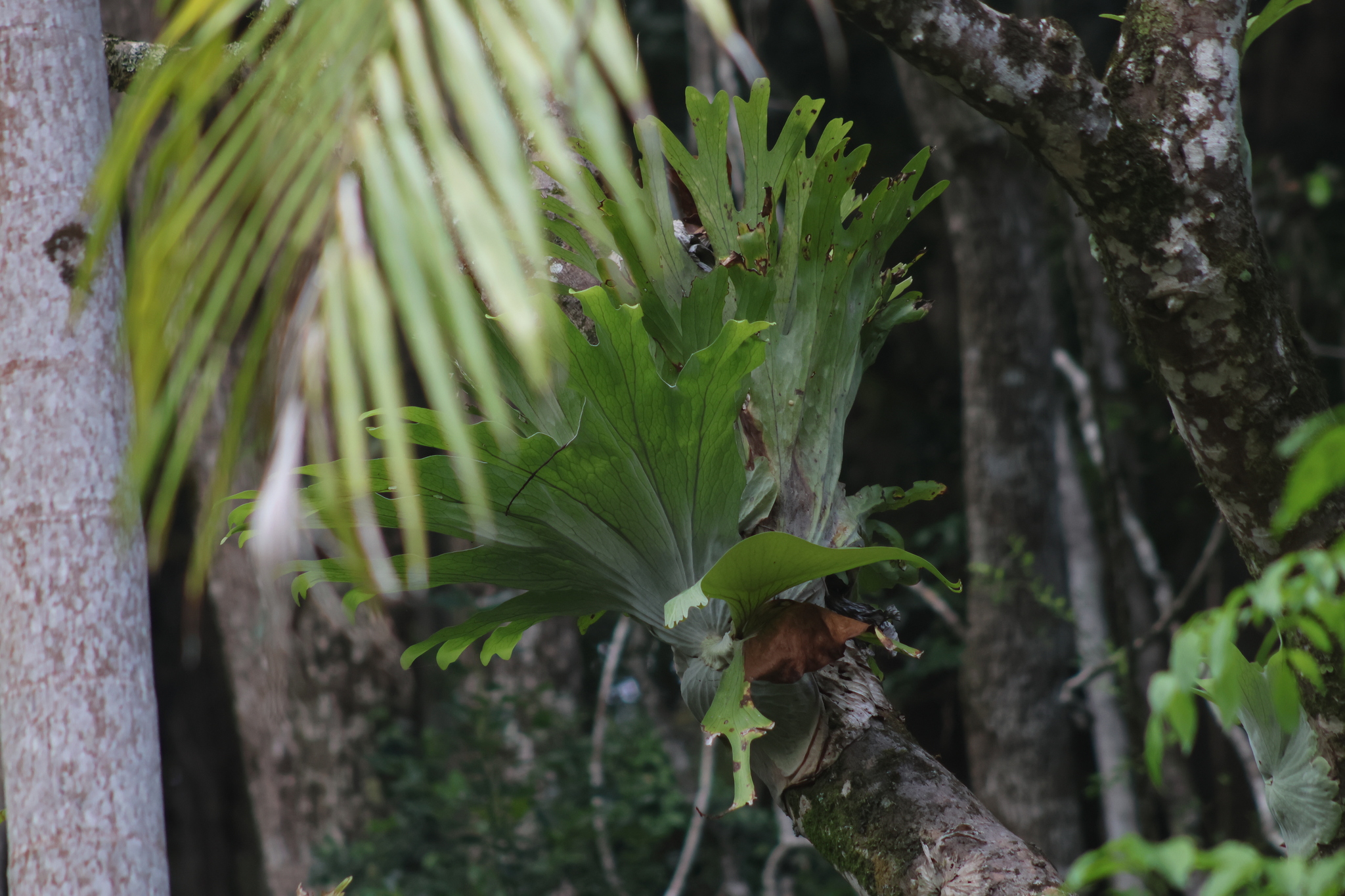 Platycerium × kitshakoodiense Ploy-ratana, Wannakr. & J.M.H.Shaw 2
