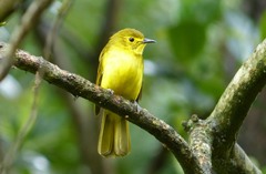 Iole indica