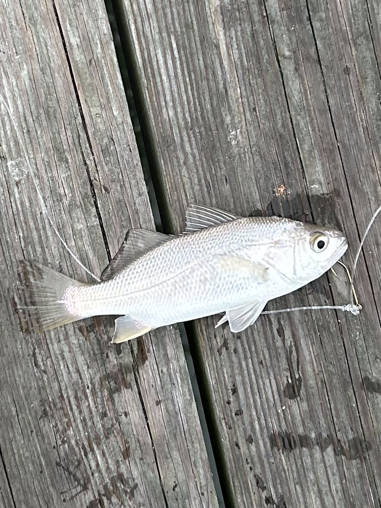 Silver perch (Bairdiella chrysoura) — Sciaenidae