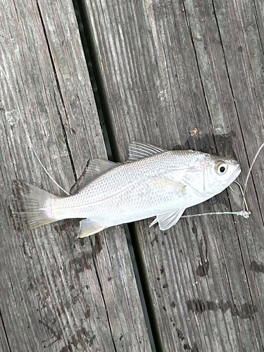 Silver perch (Bairdiella chrysoura) — Sciaenidae