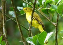 Iole indica
