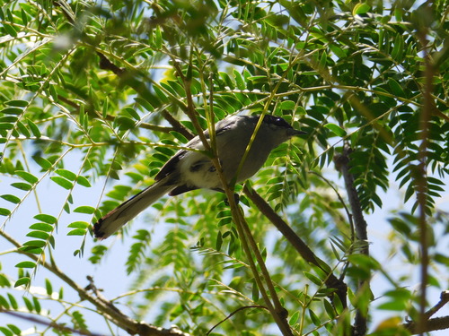 Masked Gnatcatcher (Polioptila dumicola)