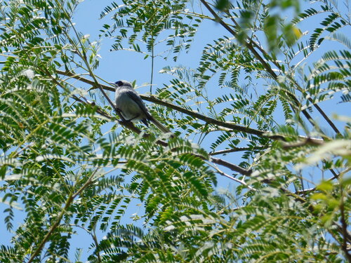 Masked Gnatcatcher (Polioptila dumicola), photo 2