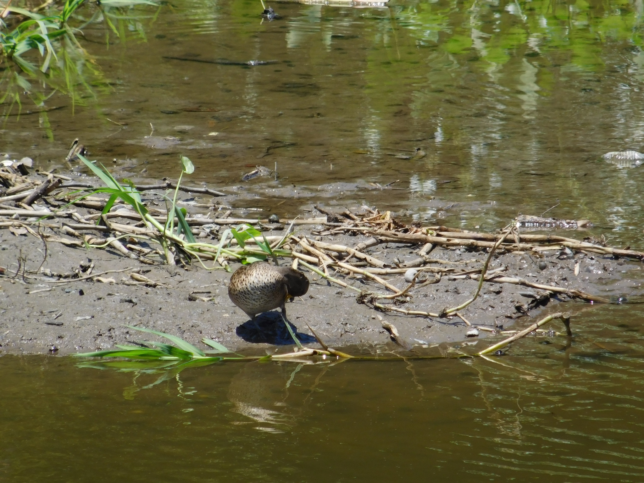 Yellow-billed Teal (Anas flavirostris), photo 1