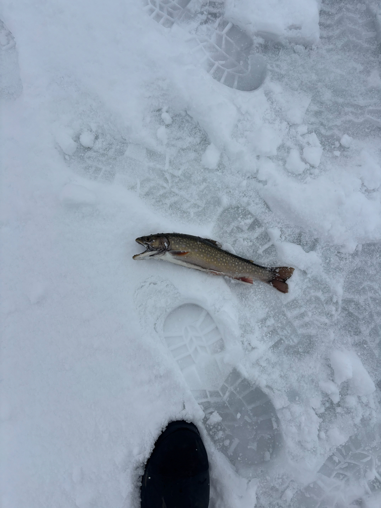Brook trout (Salvelinus fontinalis) — Salmonidae