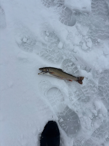 Brook trout (Salvelinus fontinalis) — Salmonidae