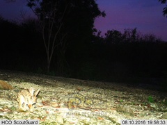 Sylvilagus cunicularius insolitus