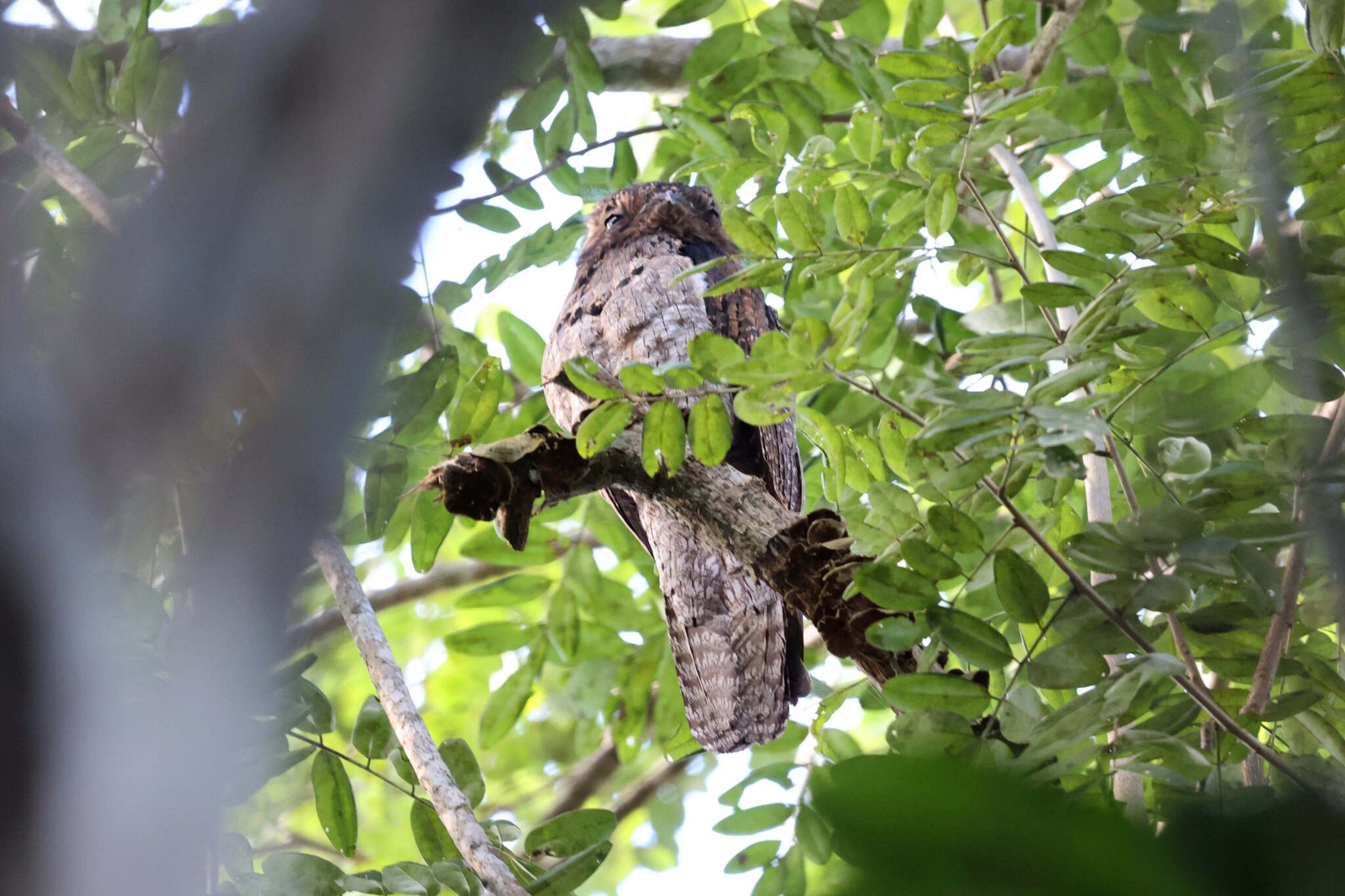 Northern Potoo (Nyctibius jamaicensis), photo 2