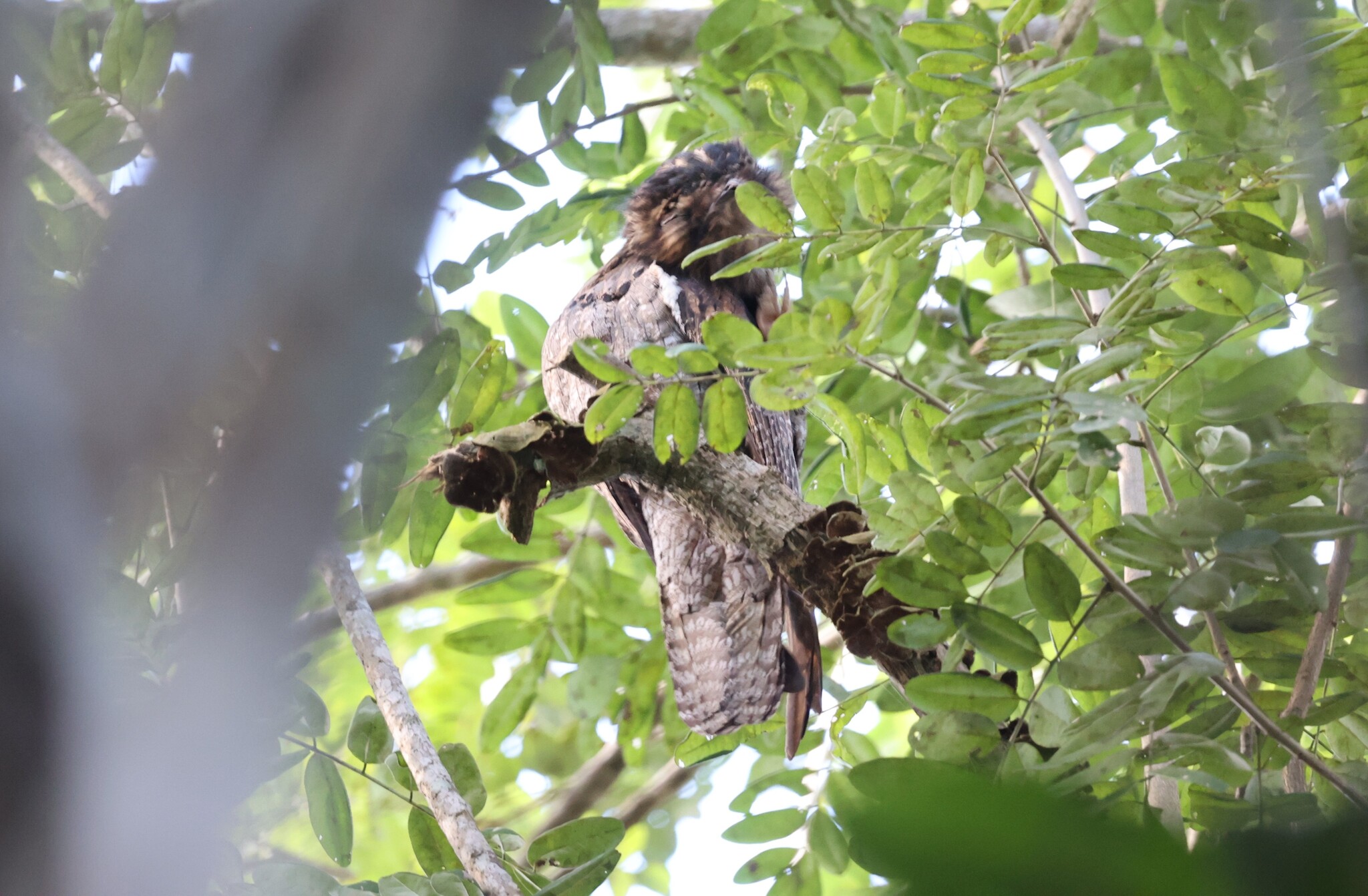 Northern Potoo (Nyctibius jamaicensis), photo 3