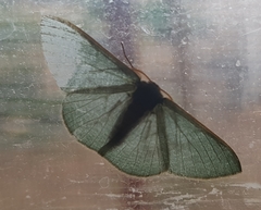 Prasinocyma ocyptera