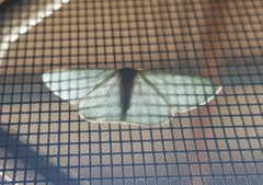 Prasinocyma ocyptera