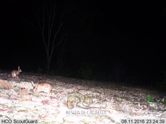 Sylvilagus cunicularius insolitus