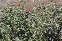 Polioptila melanura