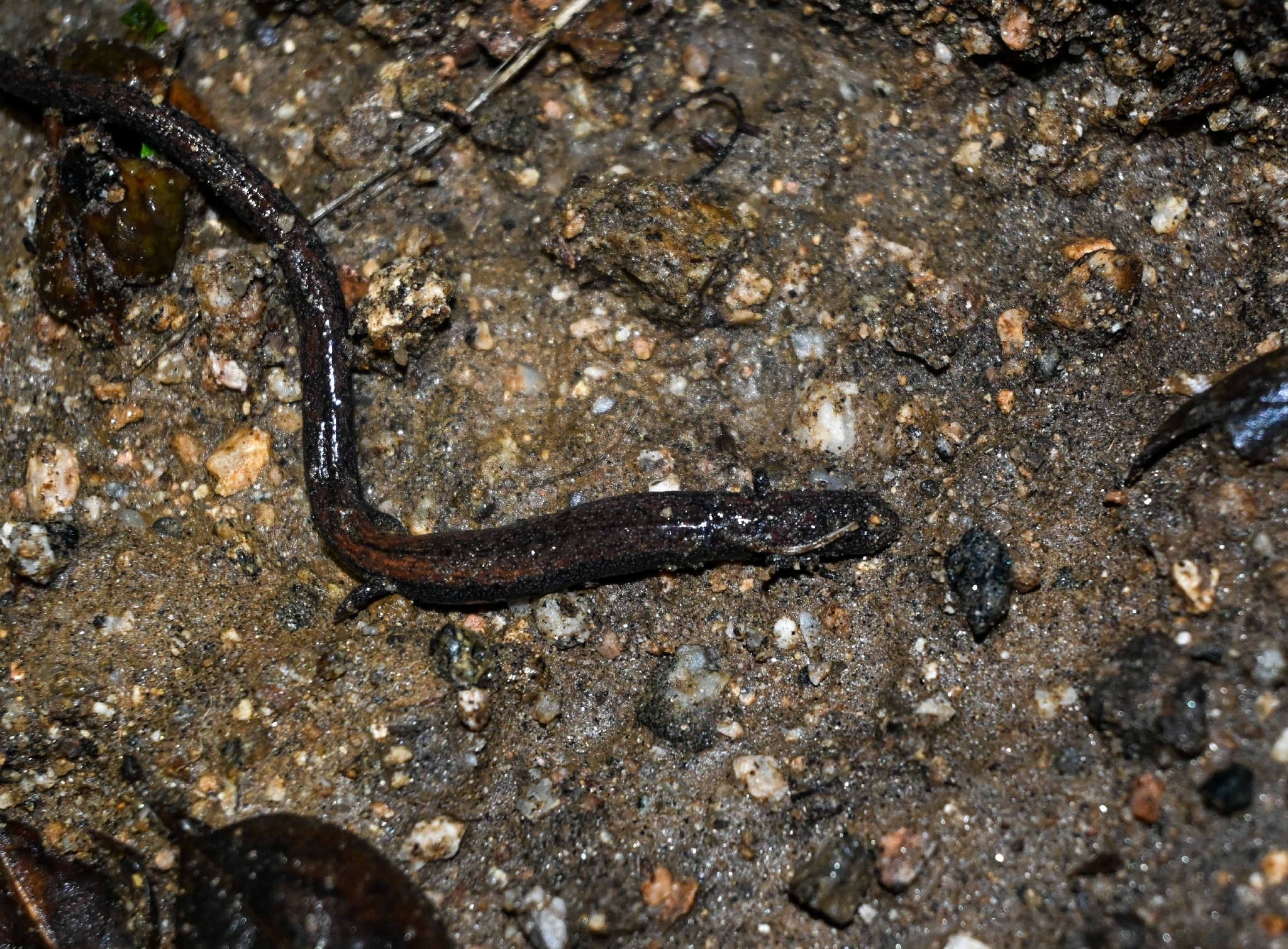 Batrachoseps nigriventris Cope, 1869