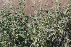 Polioptila melanura