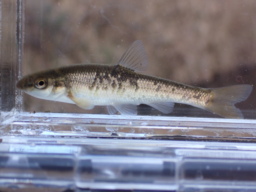 Largescale stoneroller (Campostoma oligolepis) — Cyprinidae — 5