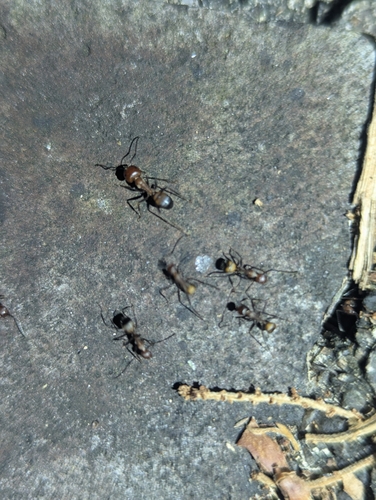 背视图图像 - Dallin Kohler