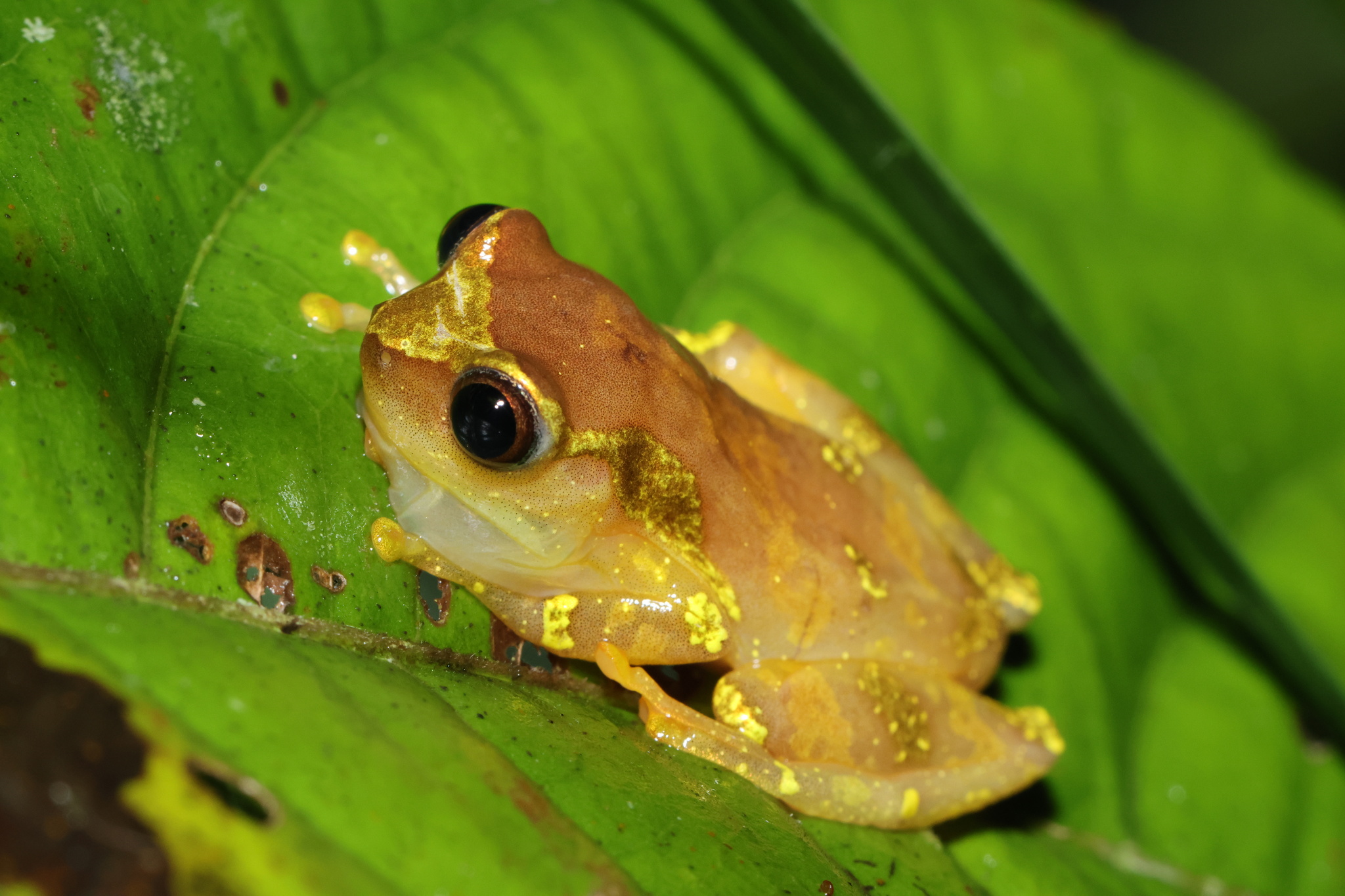Dendropsophus sarayacuensis (Shreve, 1935)