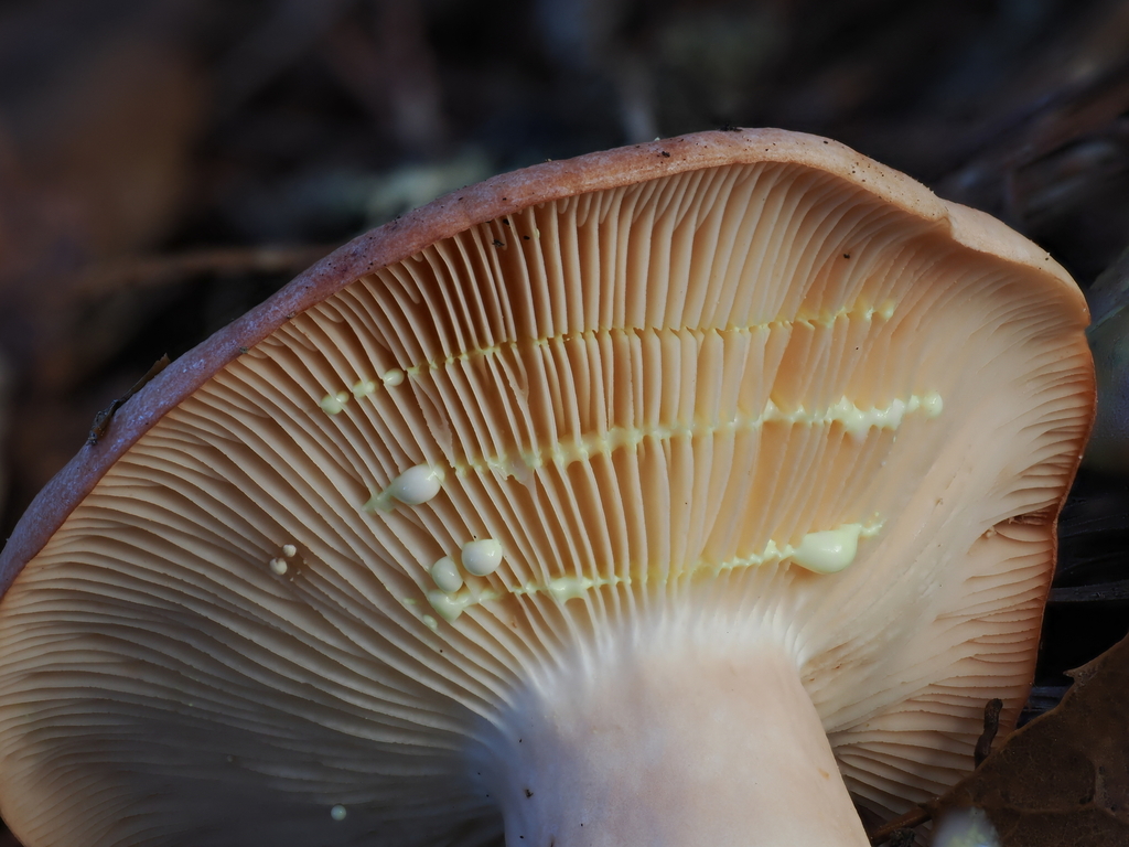 Lactarius xanthogalactus · December 2025 · photo: © alan_rockefeller (iNaturalist, cc-by-sa)
