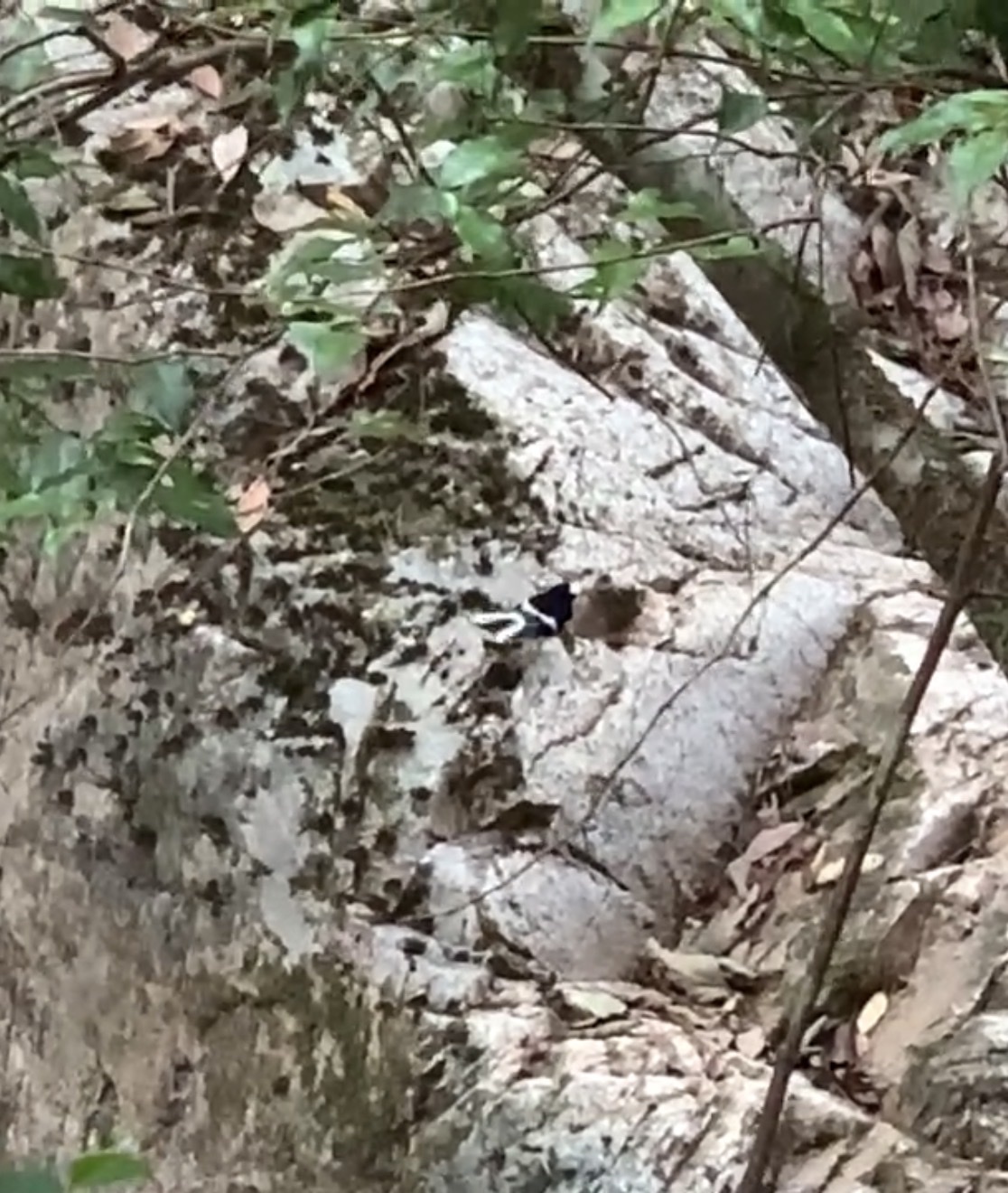 Little Forktail