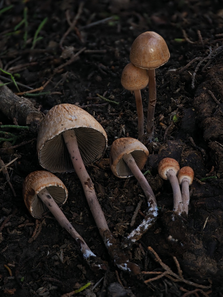 Panaeolus retirugis