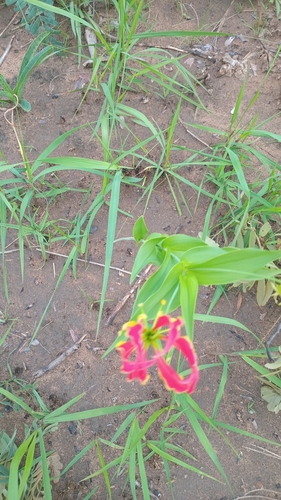 flame lily
