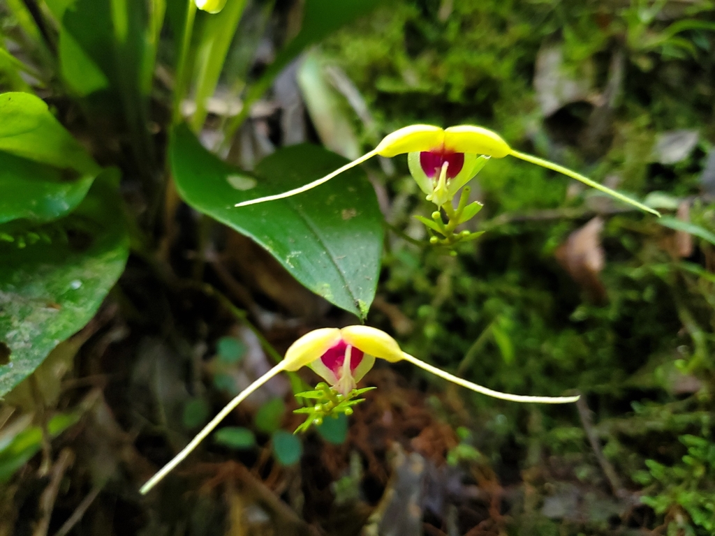Scaphosepalum