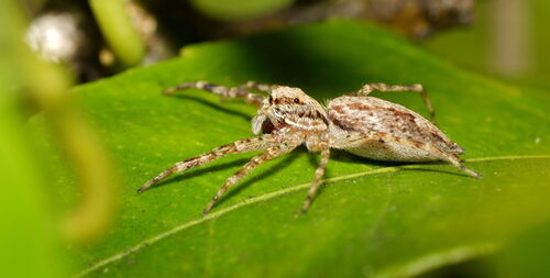 Bronze Hopper photo 3
