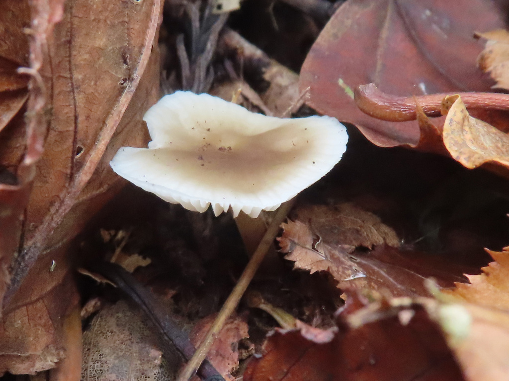 Strobilurus ohshimae · November 2025 · photo: © timur_kalininsky (iNaturalist, cc-by)