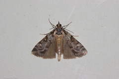 Scoparia tetracycla