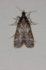 Scoparia tetracycla