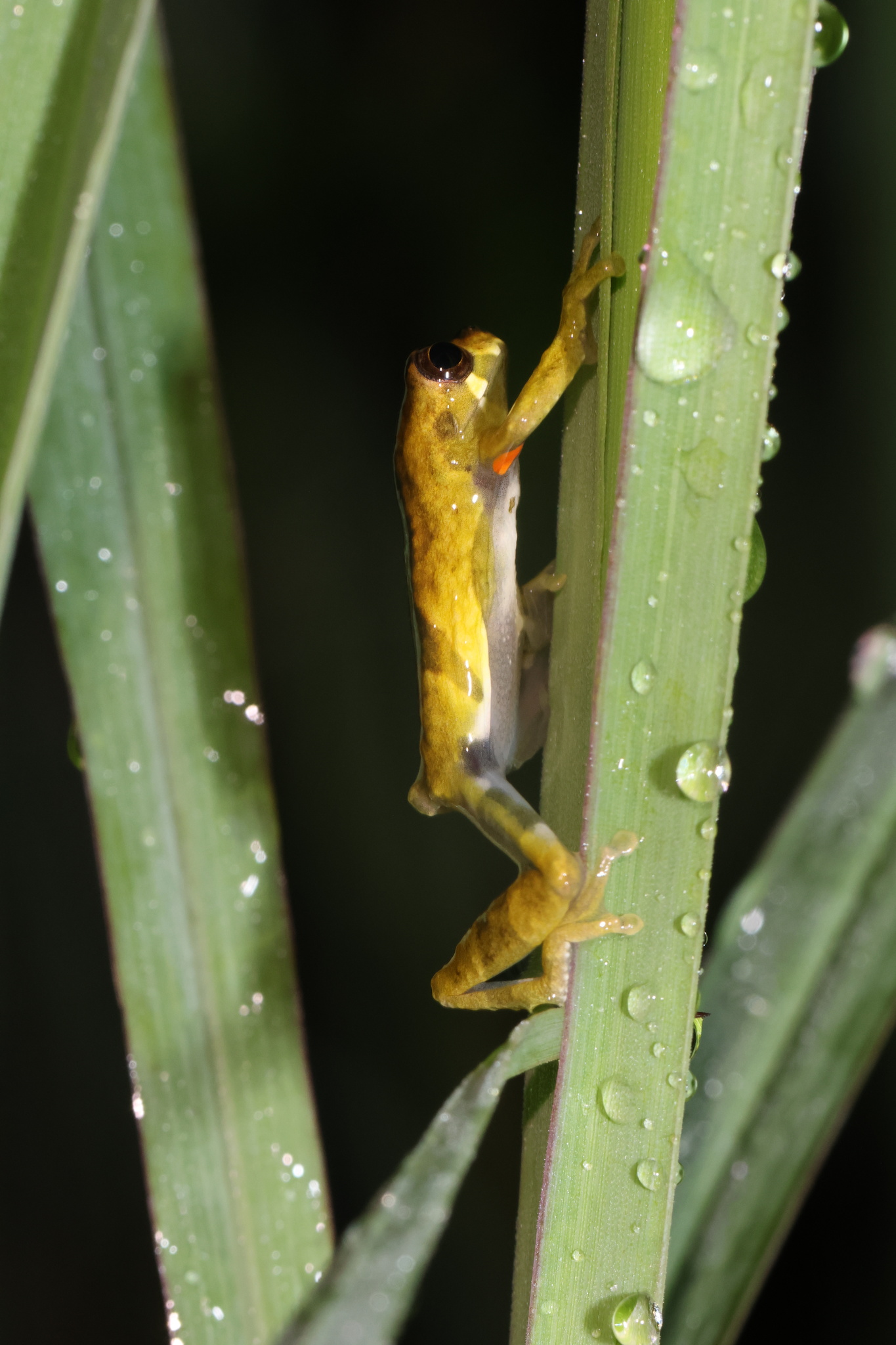 Dendropsophus parviceps (Boulenger, 1882)