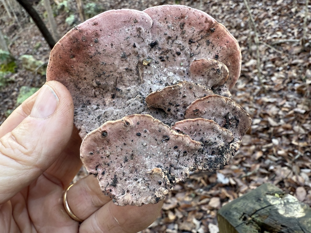 Fomitopsis cajanderi · January 2026 · photo: © hillcraddock (iNaturalist, cc-by)