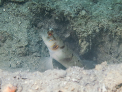 Beautiful-Cheek Shrimpgoby photo 5